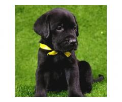 Black Labrador Puppies Available Chennai