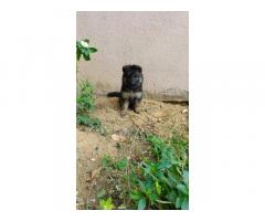 Top quality female Gsd puppies available