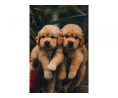 Top quality Golden Retriever puppies in Coimbatore