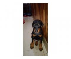 Doberman puppy available - 1