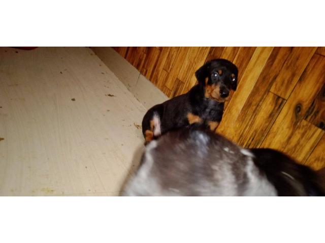 Doberman puppy available - 2/2
