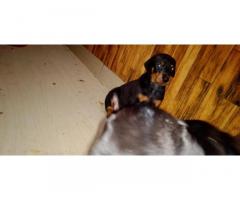 Doberman puppy available