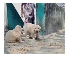 Golden retriever male puppy available in Chennai