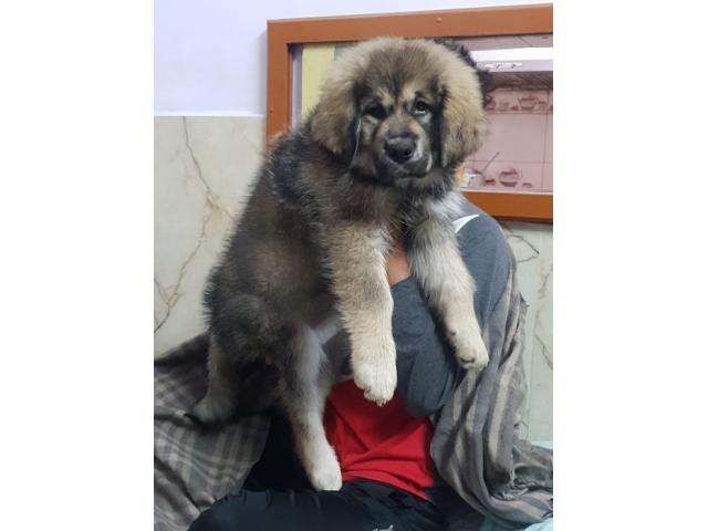 Tibetan mastiff female for Sale in Haryana - 1/1