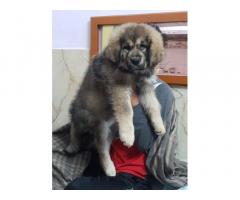 Tibetan mastiff female for Sale in Haryana