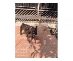Male French bulldog for Sale in Chennai