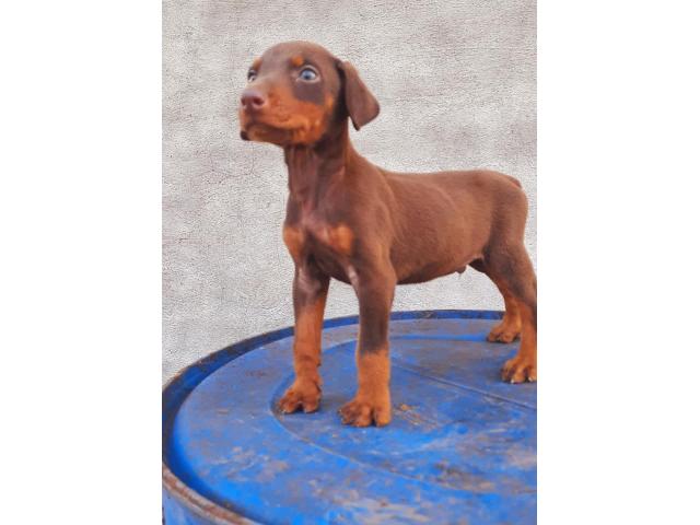 Top quality Doberman male puppy available - 1/2