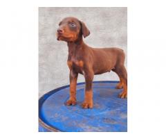 Top quality Doberman male puppy available - 1
