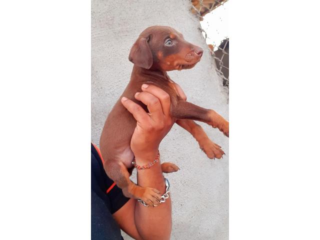 Top quality Doberman male puppy available - 2/2