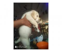Extra ordinary Lab male and female puppy Available in Pune