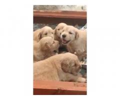 Golden Retriever Puppies Searching new home