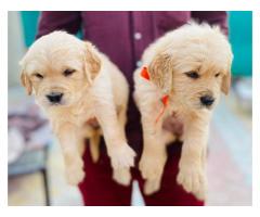 Golden Retriever puppies available Punjab