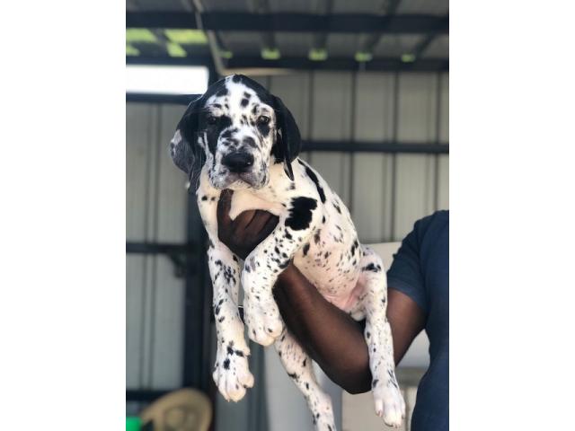 Good quality great Dane male Puppies available with kCI - 1/1