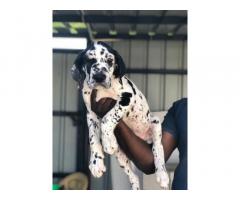 Good quality great Dane male Puppies available with kCI - 1
