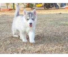 Female husky pups for sale