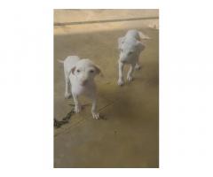 Rajapalayam Puppy for sale in Salem - 1