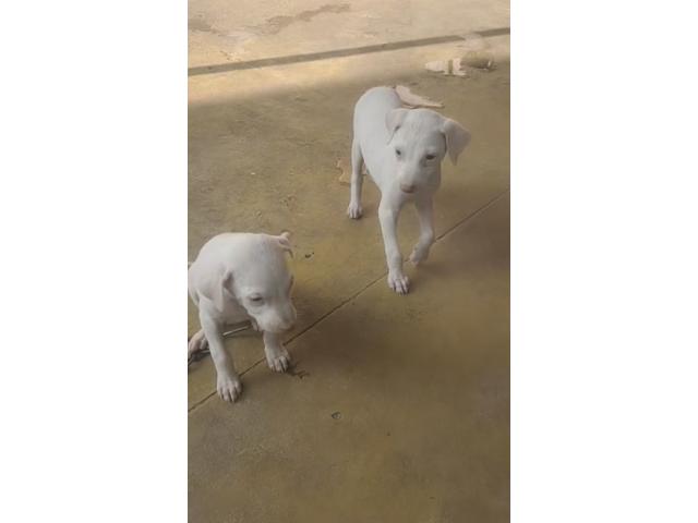 Rajapalayam Puppy for sale in Salem - 2/2
