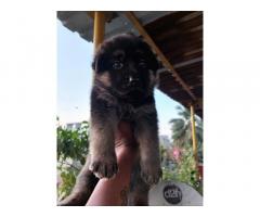 German Shepherd Puppies for Sale Chennai
