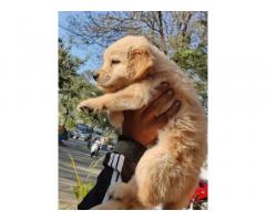 Golden Retriever Puppy Available