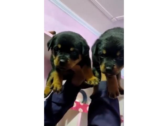 Rottweiler male female puppy available - 1/1