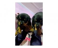 Rottweiler male female puppy available - 1