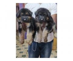 Pure German Shepherd Certified Puppies Mumbai