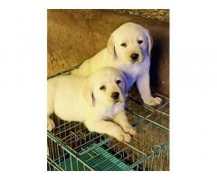 Labrador Puppies Available Punjab
