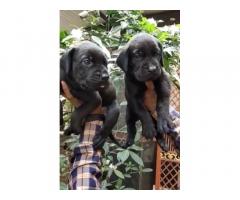 Z Black Great Dane Male & Female puppies available