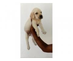 Top Quality labrador male puppy available
