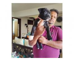 PitBull Puppies for sale in Thane Maharashtra