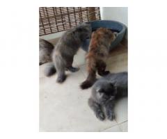 Persian kittens available - 1