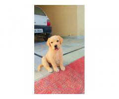 Top quality golden Labrador female puppy available