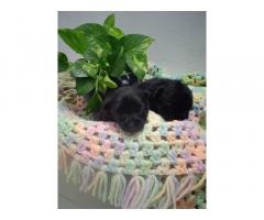 Black Pomeranian puppy for sale