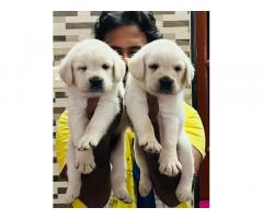 Labrador and Golden Retriever Puppies Available