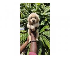 Labrador and Golden Retriever Puppies Available