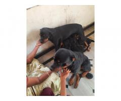 Rottweiler Female Puppy Available