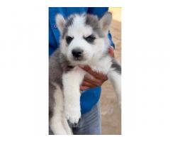 Top quality husky male puppy blue eyes