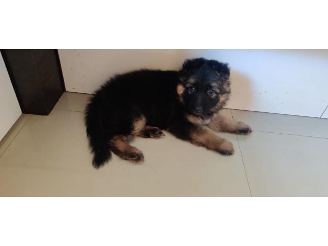 Long coat GSD female puppy available for sale - 1/1