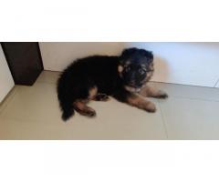 Long coat GSD female puppy available for sale