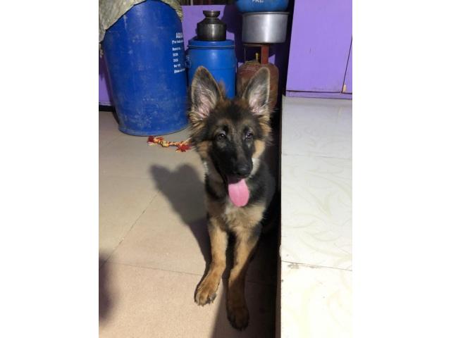 German Shepherd Available for Sell - 2/2