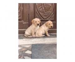 Top Quality Labrador Puppy Available Vellore