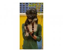 German Shepherd Puppies Available for Sale Chennai