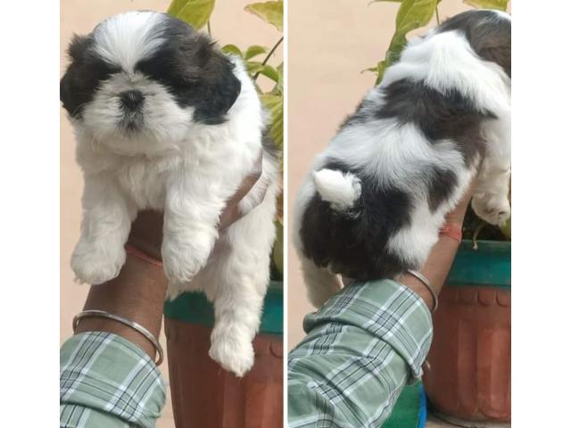 Show Quality ShihTzu Male Puppy Available - 1/1