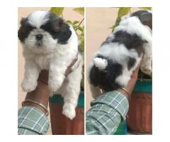 Show Quality ShihTzu Male Puppy Available - 1