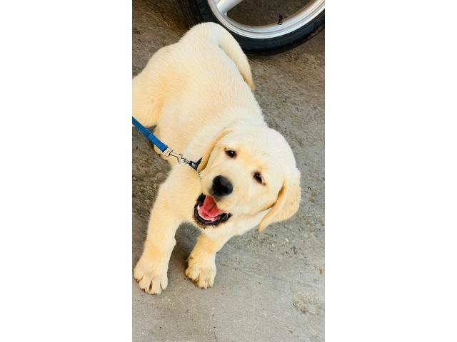 Top Quality Labrador Female Available - 2/3