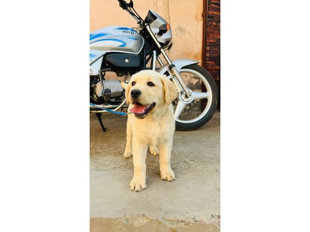 Top Quality Labrador Female Available - 3/3
