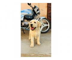 Top Quality Labrador Female Available - 3