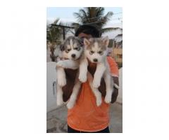 Show Quality Siberian Husky Puppies available