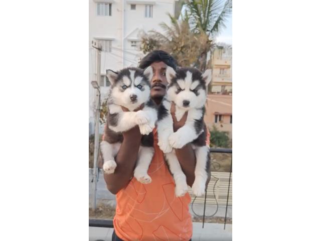 Show Quality Siberian Husky Puppies available - 2/2