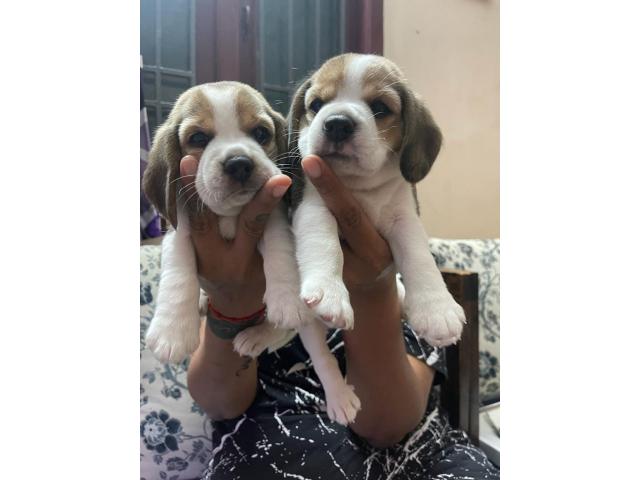 Beagle female Puppy available - 1/1